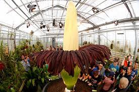 It grows only in the jungles of sumatra, indonesia, and each. Titan Arum World S Largest Flower Blooms In Kerala After Nine Years India News India Tv