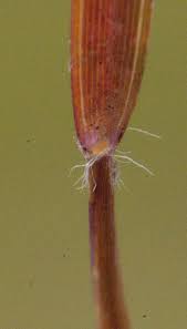 Image result for Microchloa