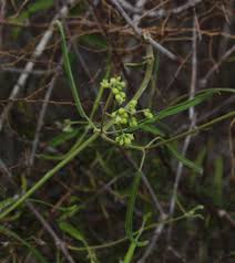 Image result for Secamone delagoensis
