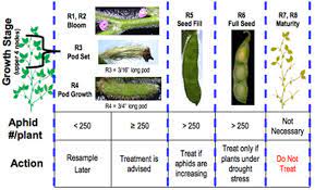 The limiting component of the soybean aphids diet is often nitrogen, which has a relatively low concentration within the phloem. Soybean Aphid Pests Soybean Integrated Pest Management Ipm Field Crops Purdue University