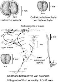 Image result for Callitriche