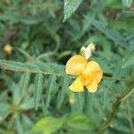 Image result for Aeschynomene sensitiva