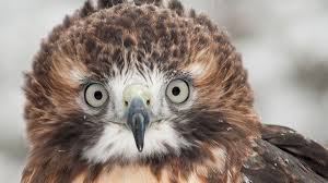 Raptor porn: The ridiculous proliferation of the red-tail call | Salon.com