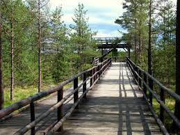 Bór na czerwonem / bor na czerwonem. Trasa Nordic Walking Nowy Targ Rezerwat Bor Na Czerwonem Traseo Pl