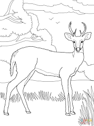 Download or print this amazing coloring page: Whitetail Deer Coloring Page Free Printable Coloring Pages Deer Coloring Pages Coloring Pages Free Printable Coloring Pages