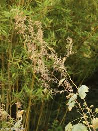 Image result for Macleaya cordata