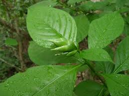 Image result for Sclerochiton apiculatus