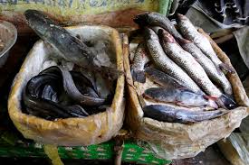 As You Fish Shehr Thenews Com Pk In the u.s., the key habitat issue for salmon recovery is. as you fish shehr thenews com pk