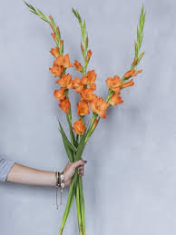 Fresh indoor flowers can make your home smell of summer and sunshine… until they begin to wilt. How To Keep Your Gladioli Fresher For Longer Funny How Flowers Do That