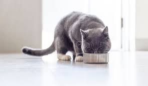 Marty may not produce wet/canned cat food, we recommend you consider it for your cat as it can be highly beneficial. Top 15 Ingredients To Watch Out For In Commercial Cat Food