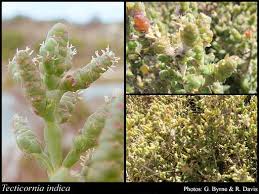 Image result for Halosarcia indica