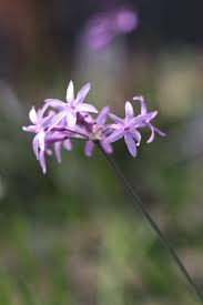 Image result for Tulbaghia fragrans