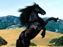 Beautiful Black And White Mustang Horse Top 10 Most Beautiful Horses Pictures Top 10 Horse Wallpaper Horse Wallpaper Horses Animals Beautiful Horse Wallpaper