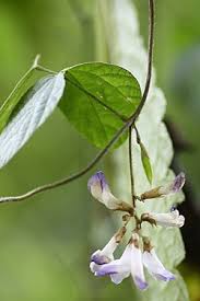 Image result for Amphicarpaea