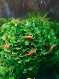 Image result for Lomariopsis