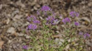 Image result for Vandellia subracemosa