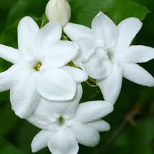 Image result for Jasminum pauciflorum