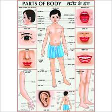 22 True To Life Hindi Body Parts Chart