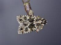 Image result for Polymixis polymita