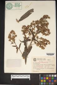 Image result for Senecio auriculatissimus