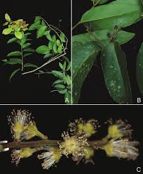 Image result for Scolopia