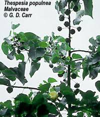 Image result for Thespesia populneoides