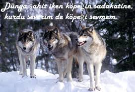 Kurt Ile Ilgili Anlamli Sozler Anlamli Sozler
