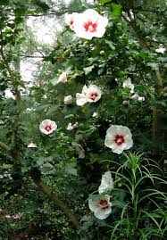Image result for Hibiscus syriacus Violet Clair Double