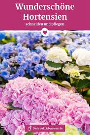 Hortensien Schneiden Und Pflegen So Bleiben Sie Schon Hortensien Pflanzen Und Hortensien Garten