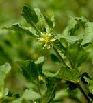 Image result for Sphaeranthus gazaensis