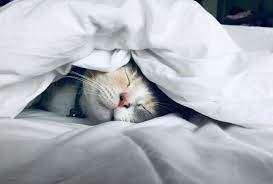 10 Simple Tricks To Keep Your Cat Off Your Bed Live Long And Pawspurr
