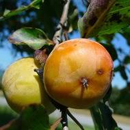 Image result for Diospyros virgata
