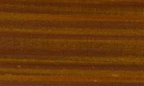 Image result for Nesogordonia