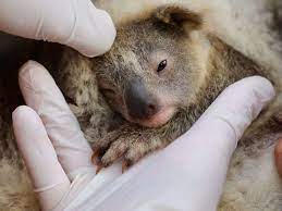 an australian wildlife park welcomes its first baby koala after the devastating bushfires in 2020 baby koala australian reptile park koala