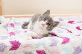 The Meaning And Symbolism Of The Word Kitten