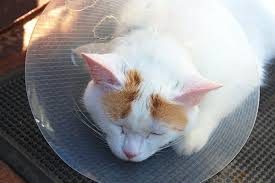 Content not working due to cookie settings. Upper And Lower Jaw Fractures In Cats Symptoms Causes Diagnosis Treatment Recovery Management Cost