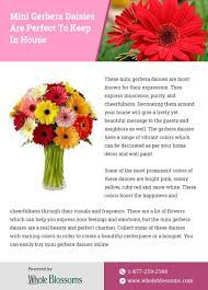 This Infographic Provides The Relevant Information About The Mini Gerbera Daisies That Are Gerbera Daisy Wedding Bridal Bouquets Gerbera Daisy Wedding Bouquet