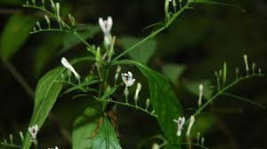 Ancaman hukuman mulai dari 4,5 bulan hingga tujuh tahun penjara. Daun 5 Jenis Tanaman Ini Bisa Jadi Obat Alami Untuk Berantas Jerawat Tribun Jabar