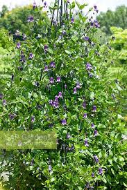 From vigorous to compact climbers, as well as herbaceous types for a sunny border, here's everything you need to know to grow these plants in your garden. Clematis Rooguchi Stock Photo By Nova Photo Graphik Image 0745210