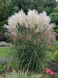 Image result for Miscanthus