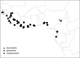 Image result for Warneckea