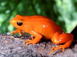 Cette Petite Grenouille Mantella Aurantiaca De Madagascar Mesure 2 5 Cm Seulement Est Une Merveille Toute Orangee Qui Ne Necessit Frog Poison Frog Amphibians