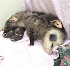 Rescued Baby Opossums Wildcare