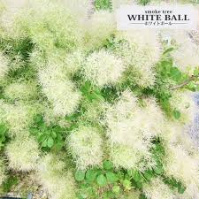 スモーク ツリー ホワイト ボール