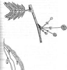 Image result for Acacia hockii