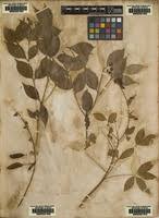 Image result for Crotalaria laburnifolia