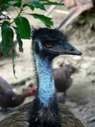 Watch full episodes of i love lucy, view video clips and full episodes on paramount+. Camel Bird Ostrich Free Photo On Pixabay