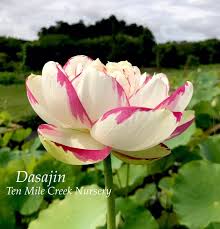 Image result for Lotus discolor