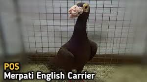 Merpati ini merupakan silangan horsemen (sejenis carrier) dengan cropper. Merpati Pos Merpati English Carrier Youtube