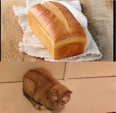 Make the perfect bread and loaves with these pans from nordic ware. Comparison Between My Cat Thomas And A Real Loaf Of Bread Catloaf